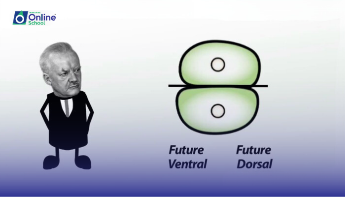 Lesson 08: Overview of Hans Spemann's Work in the Discovery of Induction